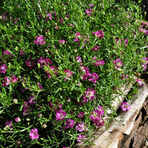 gypsophila-muralis-gypsy-pink-2920-3771-2.jpg