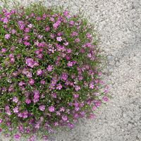 gypsophila-muralis-pink-2920-3771-3-v.jpg