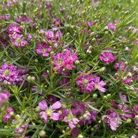 gypsophila-muralis-pink-2920-3771-4-v.jpg