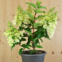 hydrangea-paniculata-pinky-winky-25er-3336.jpg