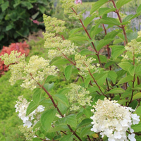hydrangea-paniculata-pinky-winky-3336-3448-2.jpg
