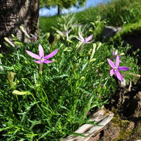 laurentia-axilliaris-pattis-pink-3656.jpg