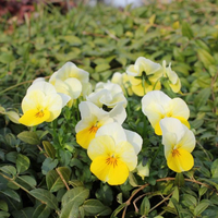 viola-cornuta-banana-cream-1082-3102.jpg