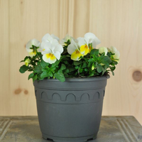 viola-cornuta-banana-cream-14er-3102.jpg