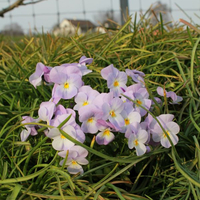 viola-cornuta-lavender-pink-1076-3104.jpg
