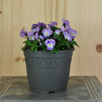 viola-cornuta-lavender-pink-14er-3104.jpg
