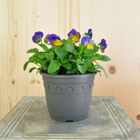 viola-cornuta-morpho-14er-3490.jpg