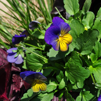 viola-cornuta-morpho-3490.jpg