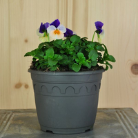 viola-cornuta-peach-jump-up-14er-3107.jpg