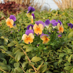 viola-cornuta-peach-jump-up-2224-3107.jpg