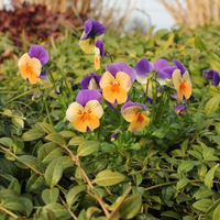 viola-cornuta-peach-jump-up-2224-3107.jpg