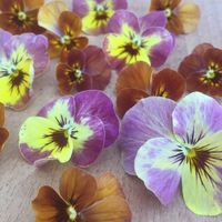 viola-cornuta-peach-jump-up-3107-v.jpg