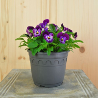 viola-cornuta-raspberry-14er-3108.jpg