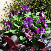 viola-cornuta-raspberry-3108.jpg