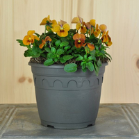 viola-cornuta-terracotta-14er-3106.jpg