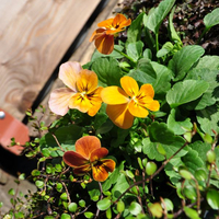 viola-cornuta-terracotta-3106-3110-2722.jpg