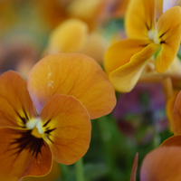 viola-terracotta-3758-3106.jpg