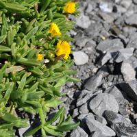 delosperma-gelb-2247.jpg
