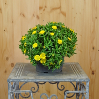 delosperma-golden-wonder-16er-2247.jpg
