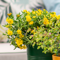 delosperma-golden-wonder-2247-v.jpg