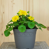 doronicum-orientale-leonardo-compact-16er-3613.jpg