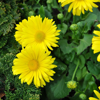 doronicum-orientale-leonardo-compact-3613.jpg
