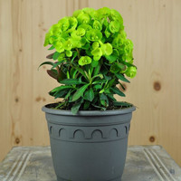 euphorbia-daphne-14er-3606.jpg