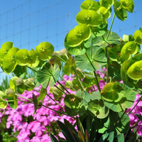 euphorbia-daphne-3606.jpg