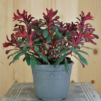 euphorbia-amygdaloides-xenia-14er-3607.jpg