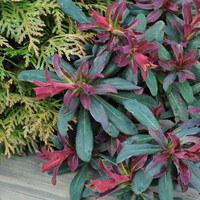 euphorbia-amygdaloides-xenia-3607-3426.jpg