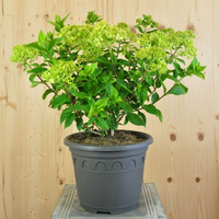 hydrangea-paniculata-little-lime-25er-3704.jpg
