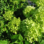 hydrangea-paniculata-little-lime-3704.jpg