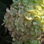 hydrangea-paniculata-little-lime-3731-3704-1.jpg