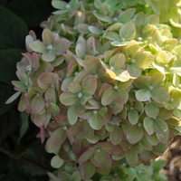hydrangea-paniculata-little-lime-3731-3704-1.jpg