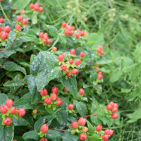 hypericum-2189.jpg