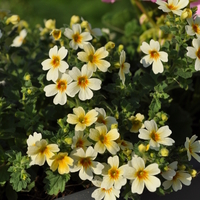jamesbrittenia-x-breviflora-gelb-3773.jpg