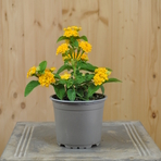 lantana-camara-gelb-12er-1539.jpg