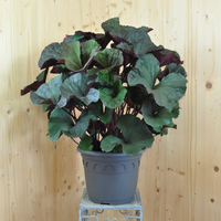 ligularia-dentata-franz-feldweber-35er-3730.jpg