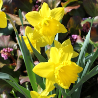 narcissus-cultivars-goldene-geige-1086.jpg