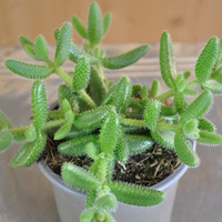 delosperma-echinatum-10-5er-3834-1.jpg
