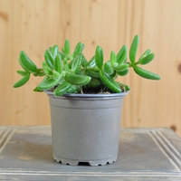 delosperma-echinatum-10-5er-3834-2.jpg