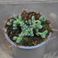 delopserma-lehmannii-10-5er-3840-2.jpg