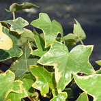hedera-panagiert-1217.jpg