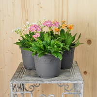lewisia-cotyledon-elise-14er-3180.jpg