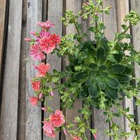 lewisia-cotyledon-mix-3180-1-v.jpg