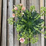 lewisia-cotyledon-mix-3180-3-v.jpg