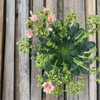 lewisia-cotyledon-mix-3180-3-v.jpg
