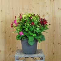 nicotiana-sanderae-mix-21er-3787.jpg