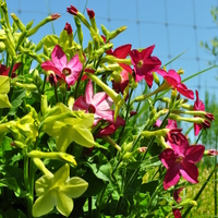 nicotiana-sanderae-mix-3787.jpg