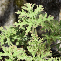duftpelargonium-lady-plymouth-3286.jpg